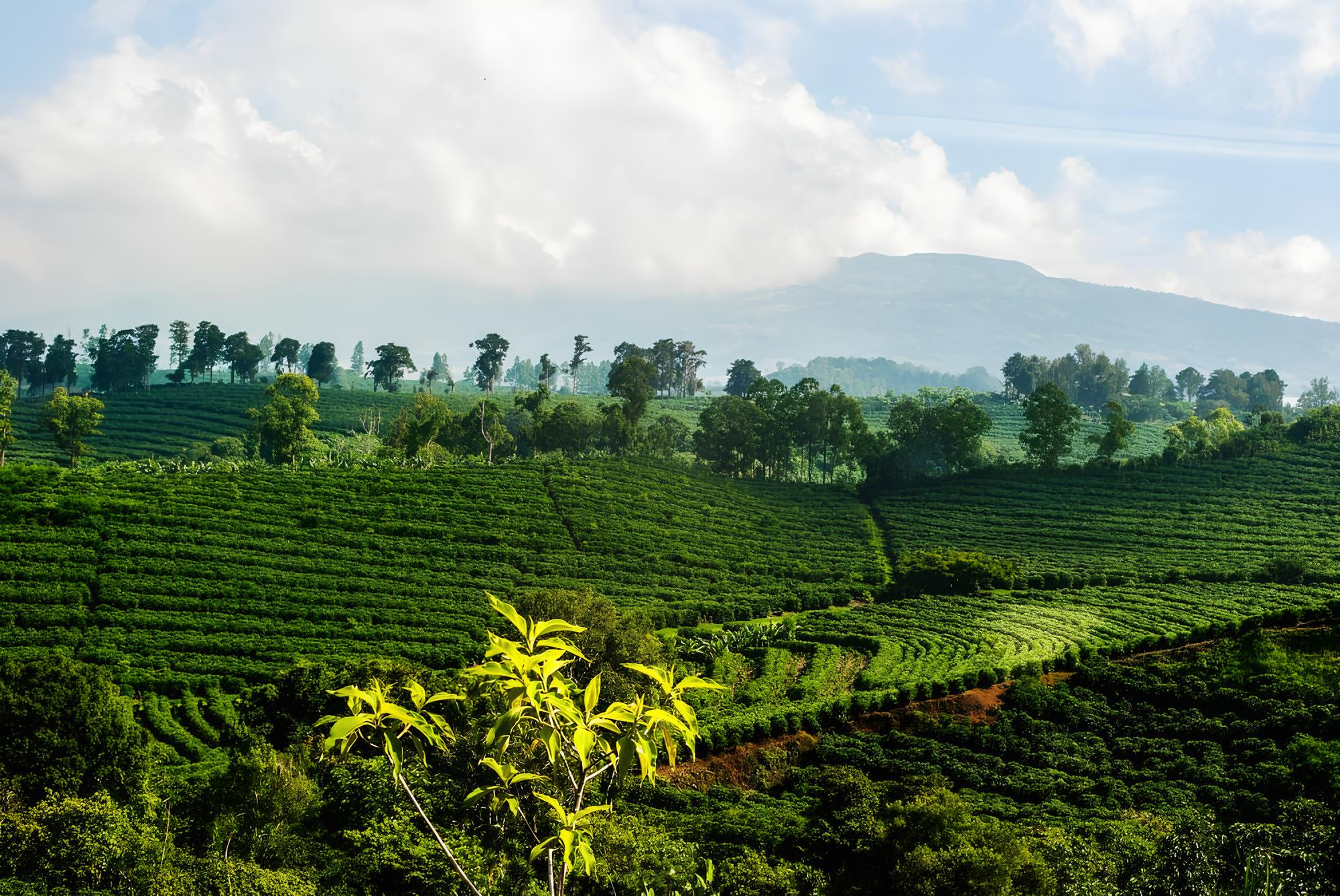 Drone View Desa Wonorejo